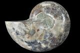 Thick Ammonite (Anapuzosia) Fossil Half #88042-1